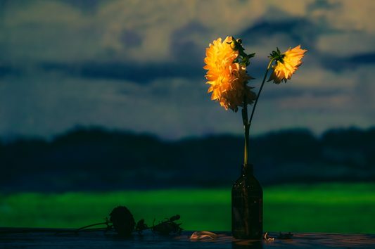 Cultivating Peace Through Scent